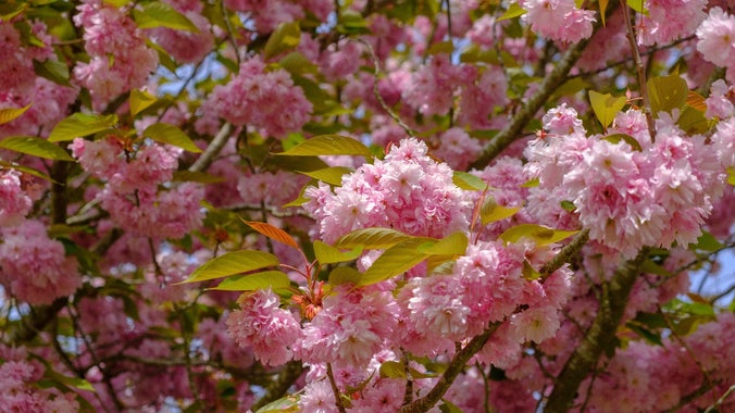 Pink blossom on a tree at Wimpole Estate, Cambridgeshire